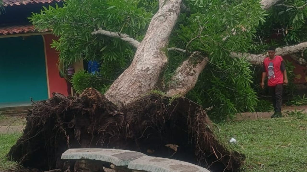 Dos estudiantes lesionados al caerles mata de mango