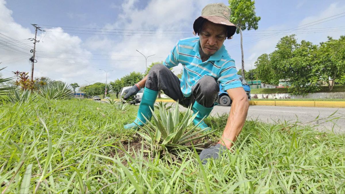 Fortalecen trabajos de embellecimiento en Maturín 3 fortalecen trabajos de embellecimiento en maturin laverdaddemonagas.com limpieza3