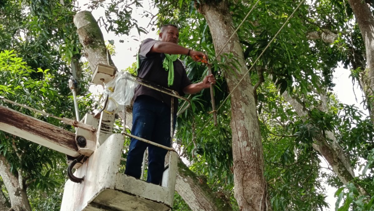 restituyen servicio electrico en san luis laverdaddemonagas.com poda4