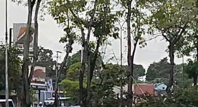 Se cayó otro árbol en la avenida Alirio Ugarte Pelayo (+video)