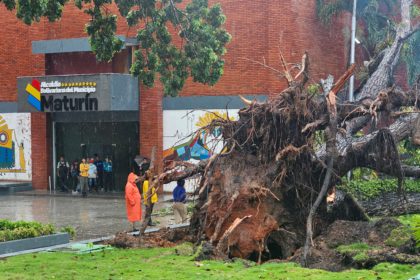 arbol