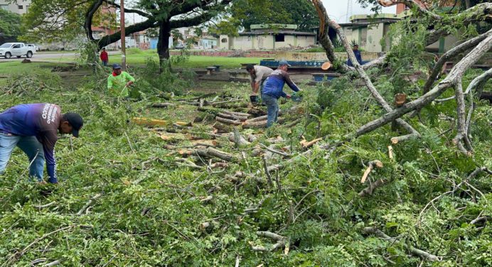Alcaldía brindó atención inmediata ante caída de árbol en la Avenida Orinoco