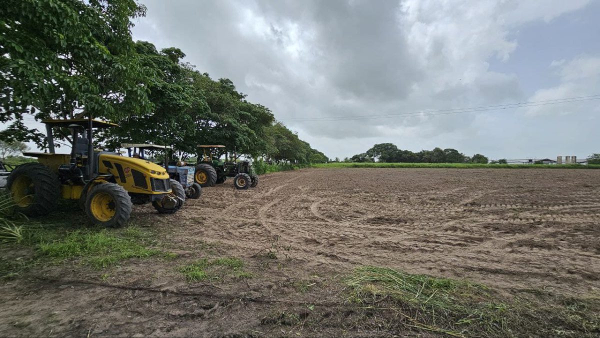 Productores de Maturín reciben financiamiento para siembra de maíz 3 maiz3