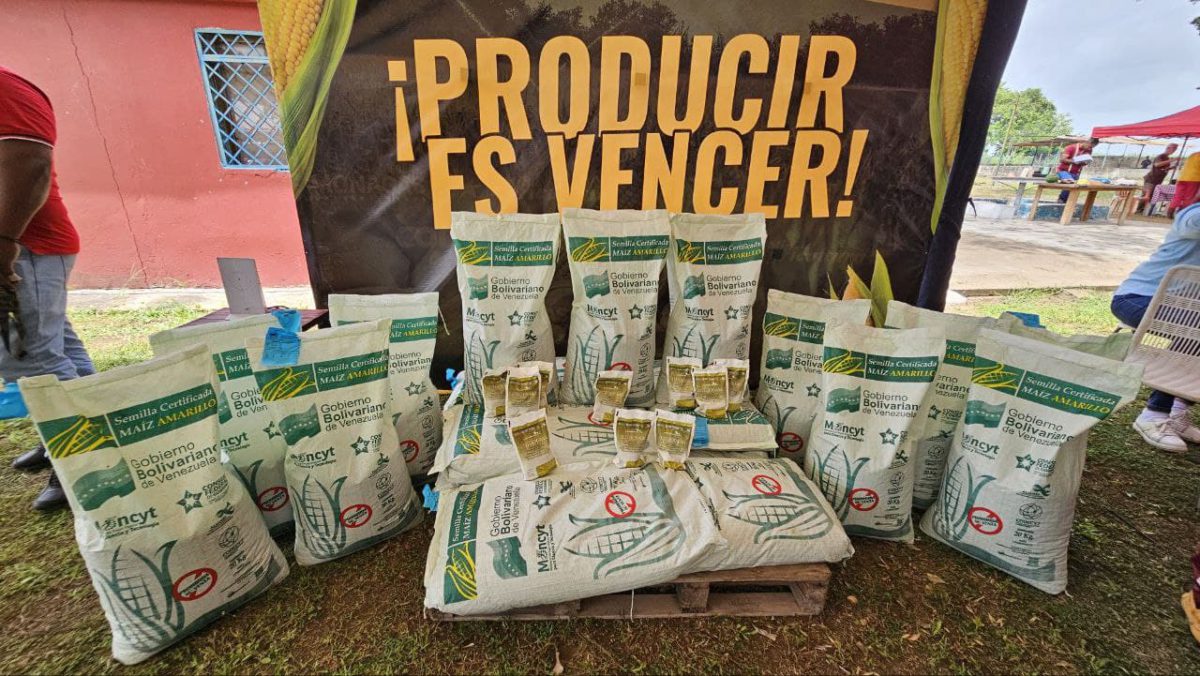 Productores de Maturín reciben financiamiento para siembra de maíz 5 maiz5