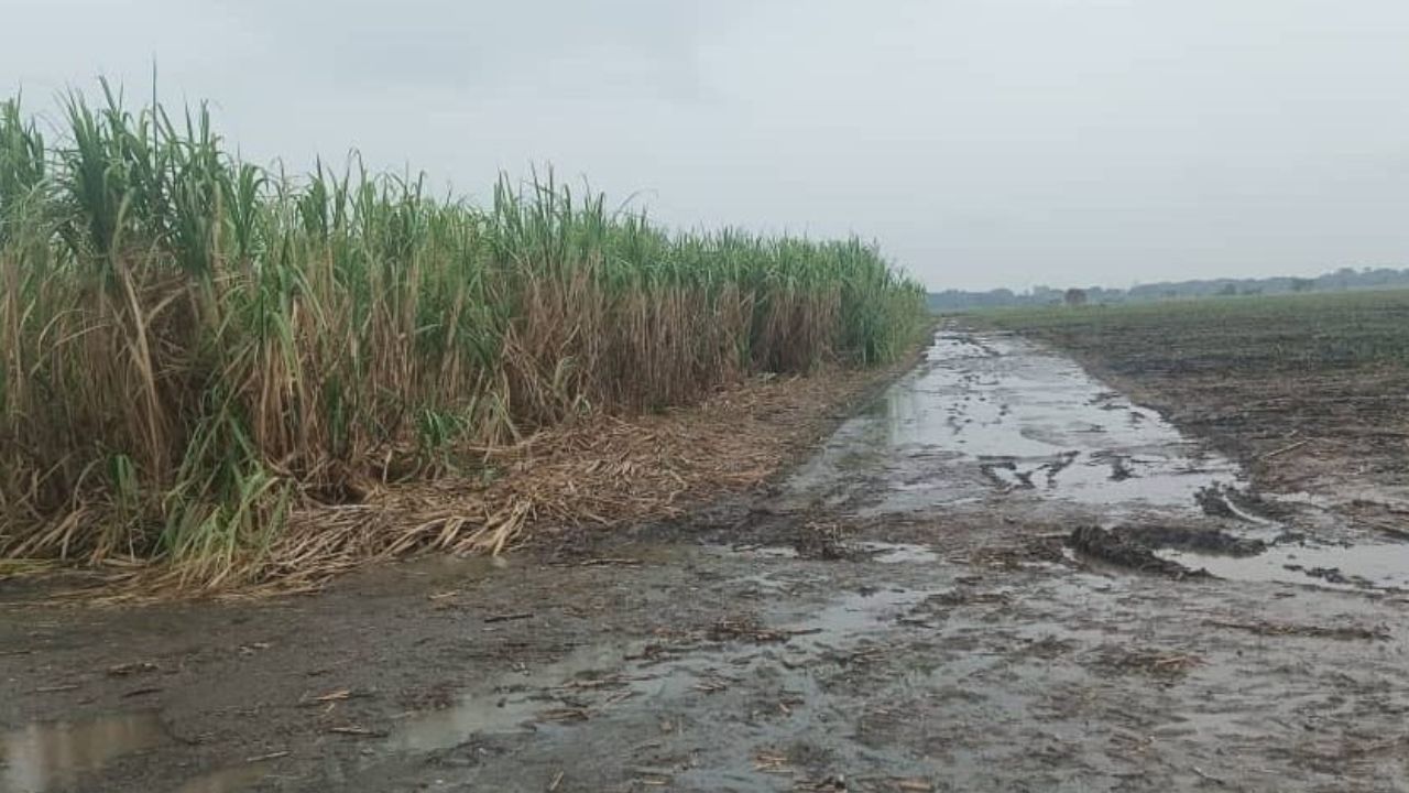 cultivo de caña de azúcar