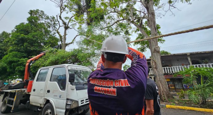 Alcaldía de Maturín mitigó riesgos por árbol en la calle Bomboná