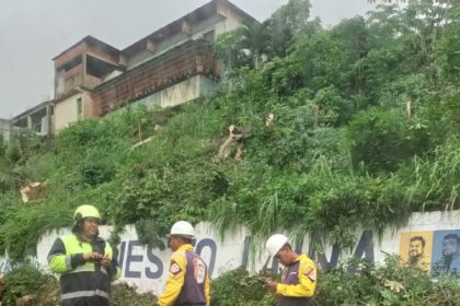 arbol caído