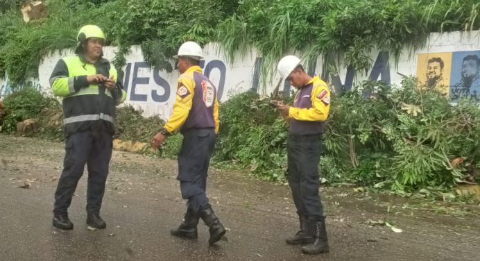 Con lluvia mañanera podaron árbol en Maturín