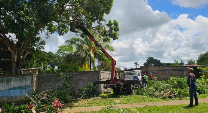 Alcaldía realiza poda controlada de árboles que representan riesgo