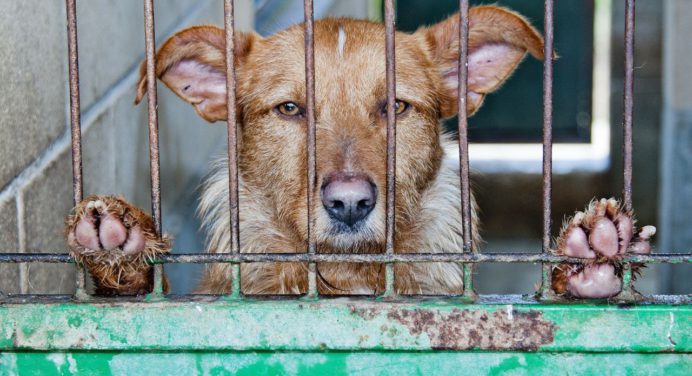 MP aplicará pena de cárcel de hasta seis años por maltrato animal