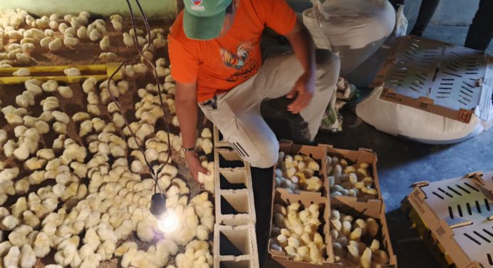 Juventud de la comuna «El Rosillo» arranca proyecto de cría y engorde de pollos