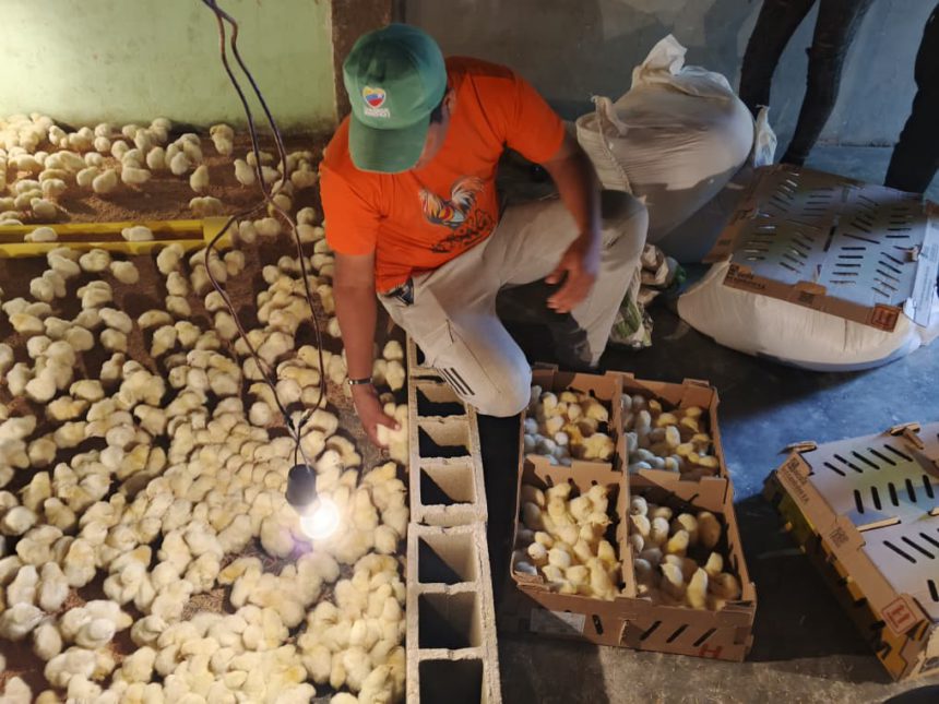 Juventud de la comuna "El Rosillo" arranca proyecto de cría y engorde de pollos 1 comuna
