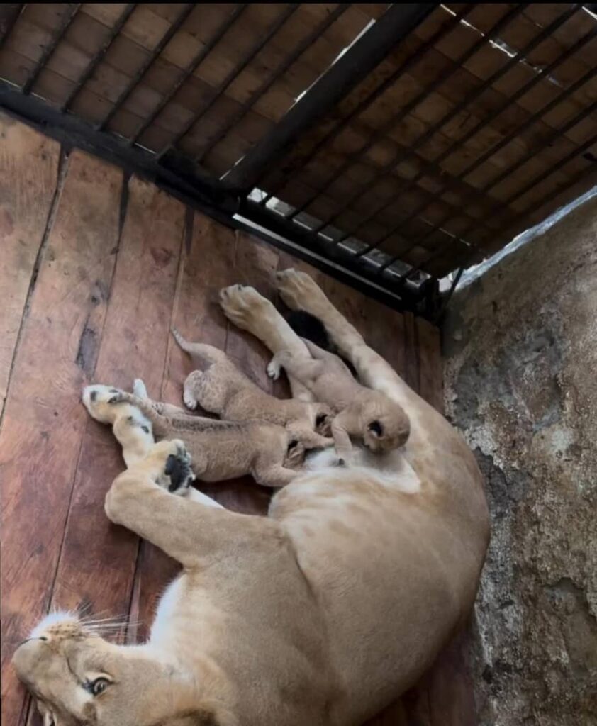 Tres leones nacieron en el parque zoológico Chorros de Milla 2 leones chorros de mlla