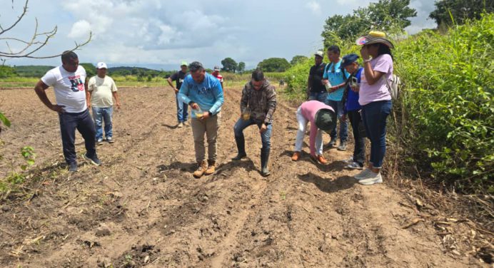 Arranca cuarto ciclo de siembra de maíz en el municipio Cedeño