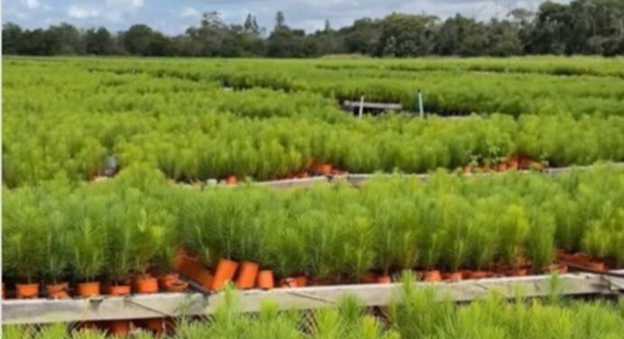 4 millones de plantas de pino caribe sembraron en Uverito