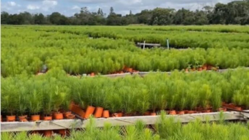 4 millones de plantas de pino caribe sembraron en Uverito 1 Uverito pino caribe