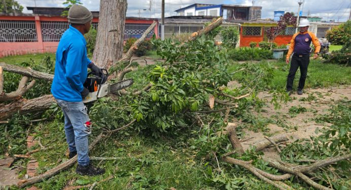 Alcaldía de Maturín tala árbol que representaba riesgo en Los Godos