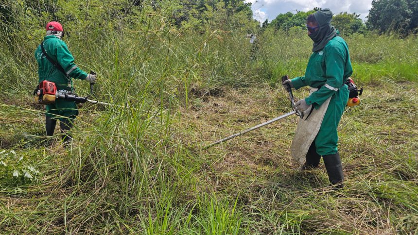 Alcaldía avanza con plan de mantenimiento y embellecimiento Maturín 2025 1 desmalezado