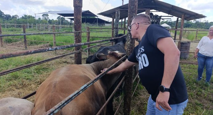 Inician campaña de vacunación contra la fiebre aftosa en el municipio Punceres