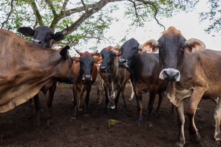 Gobernador Luna fortalece el sector agropecuario del municipio Cedeño 5 gobernador5 1