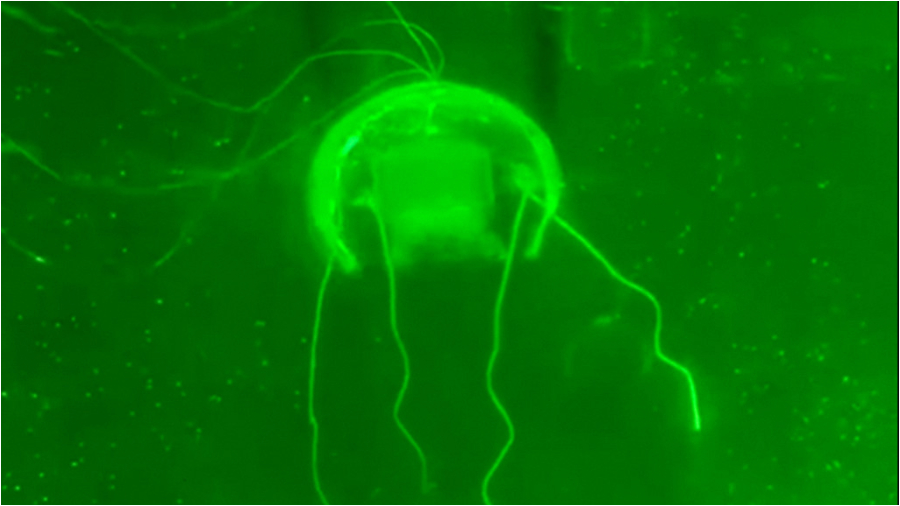 Así luce una medusa robótica con software basado en IA 2 medusa creada por IA