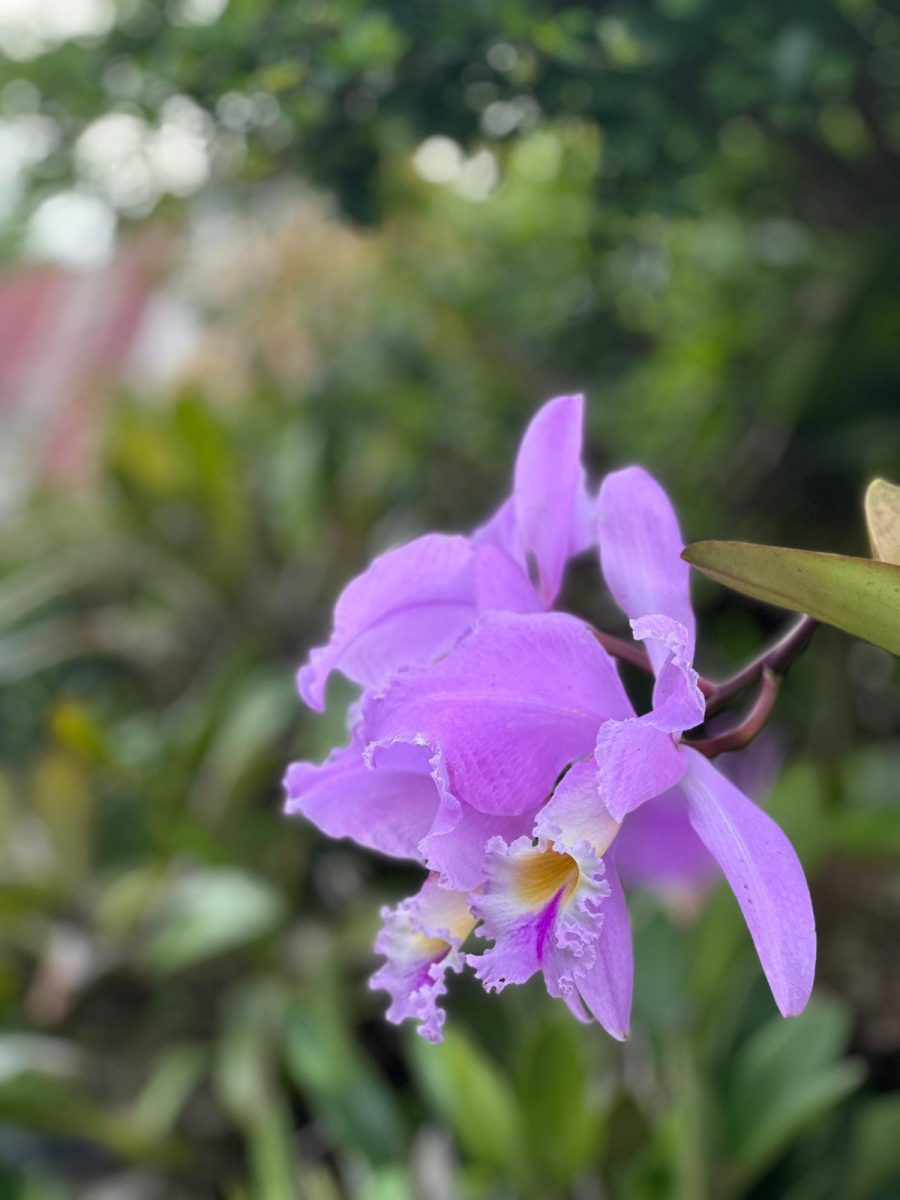 El Vivero de Simón: Más de 50 años de historia presentes en la Expo Flor y Café Caripe 2025 3 orquidea3