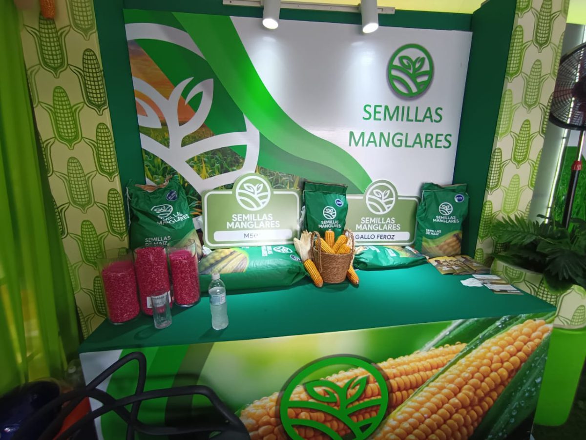 semillas y manglartes