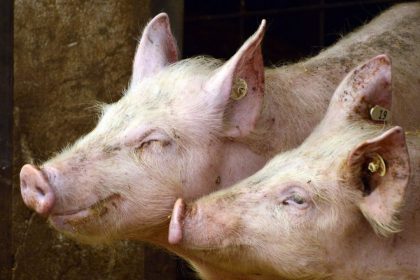 importaciones de cerdo