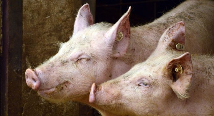 China detiene importaciones de cerdo de 12 empresas de Barcelona por brote de peste