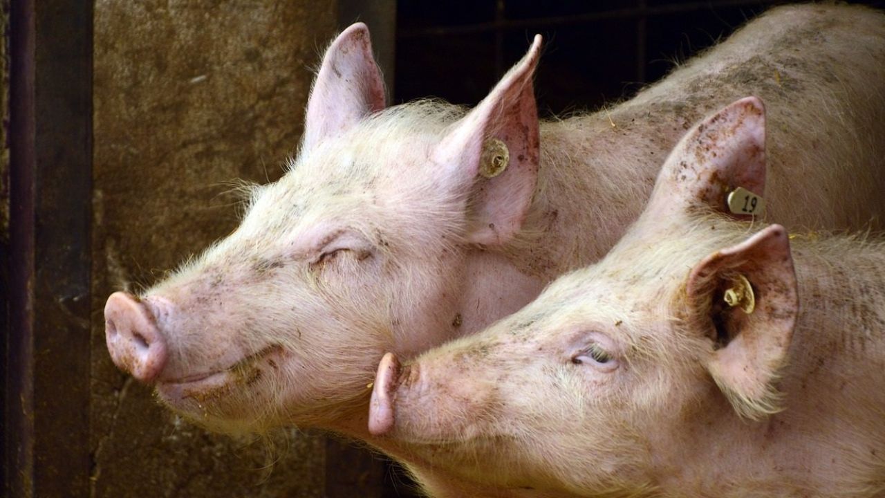 importaciones de cerdo