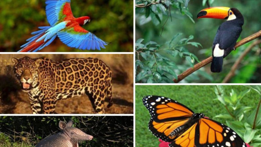 Comienza campaña formativa en protección de la fauna silvestre en Venezuela 1 fauna silvestre