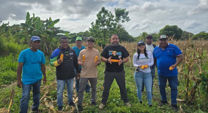 En Caicara inicia cosecha de maíz variedad «Valle Guanape»