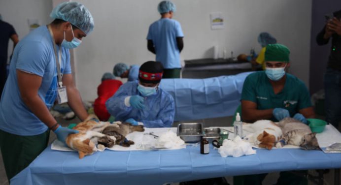Misión Nevado y Gobernación esterilizan a más de 130 mascotas en jornada gratuita