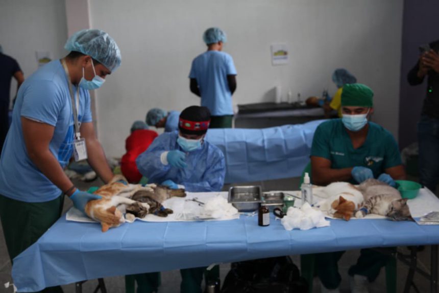 Misión Nevado y Gobernación esterilizan a más de 130 mascotas en jornada gratuita 1 Misión Nevado