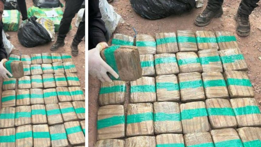 Cicpc incauta más de 500 kilos de droga en el estado Táchira 1 droga