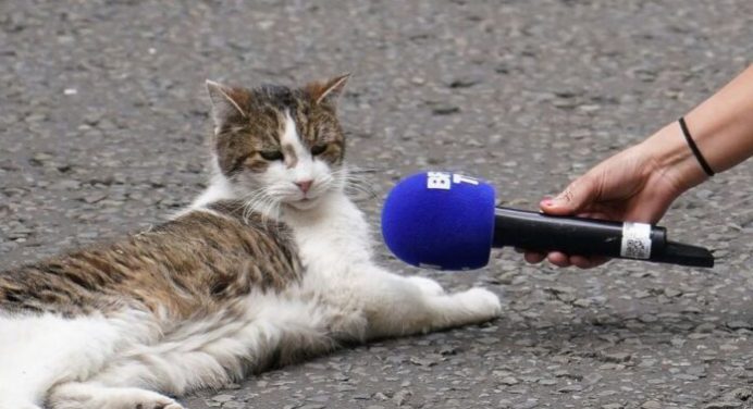 Fiesta en Downing Street: Gato Larry celebra 15 años como Ratonero Oficial del gobierno británico