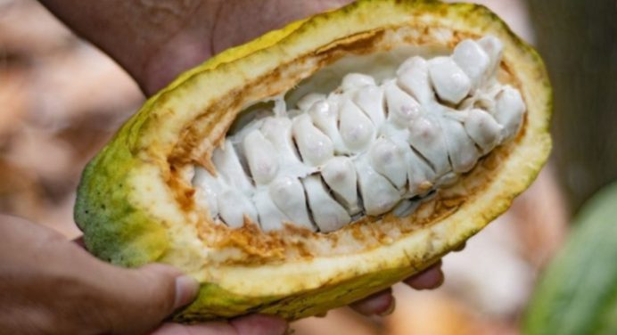 Asoprocave propone plan al Ministerio de Agricultura para proteger cacaocultores