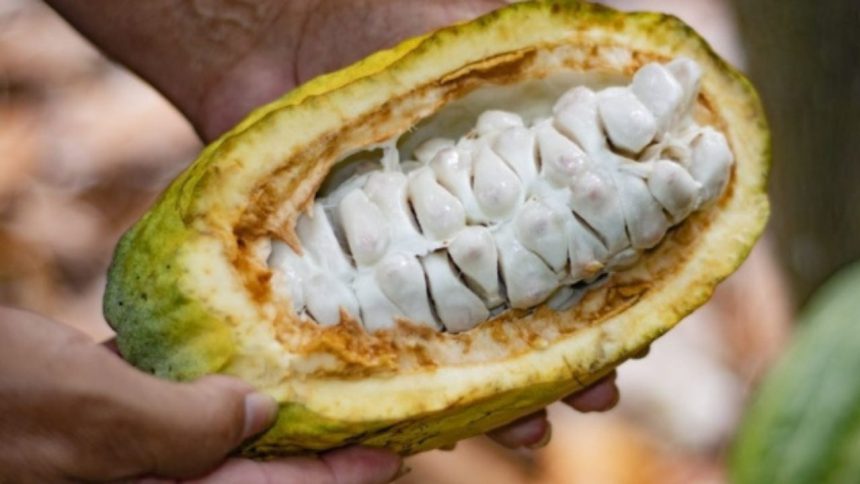 cacao
