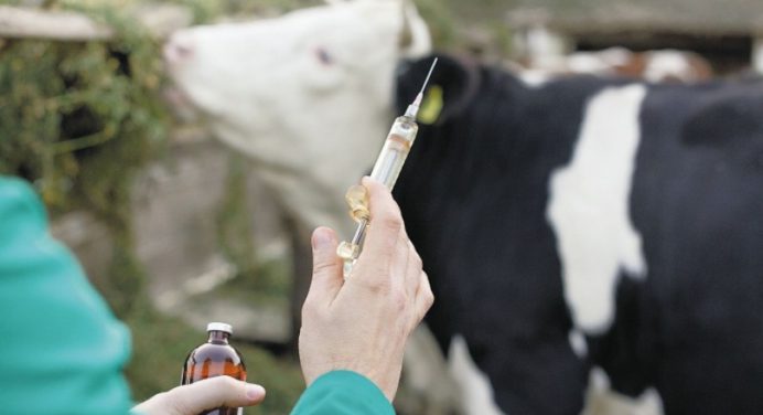 Siguen los avances claves para lograr certificación libre de fiebre aftosa