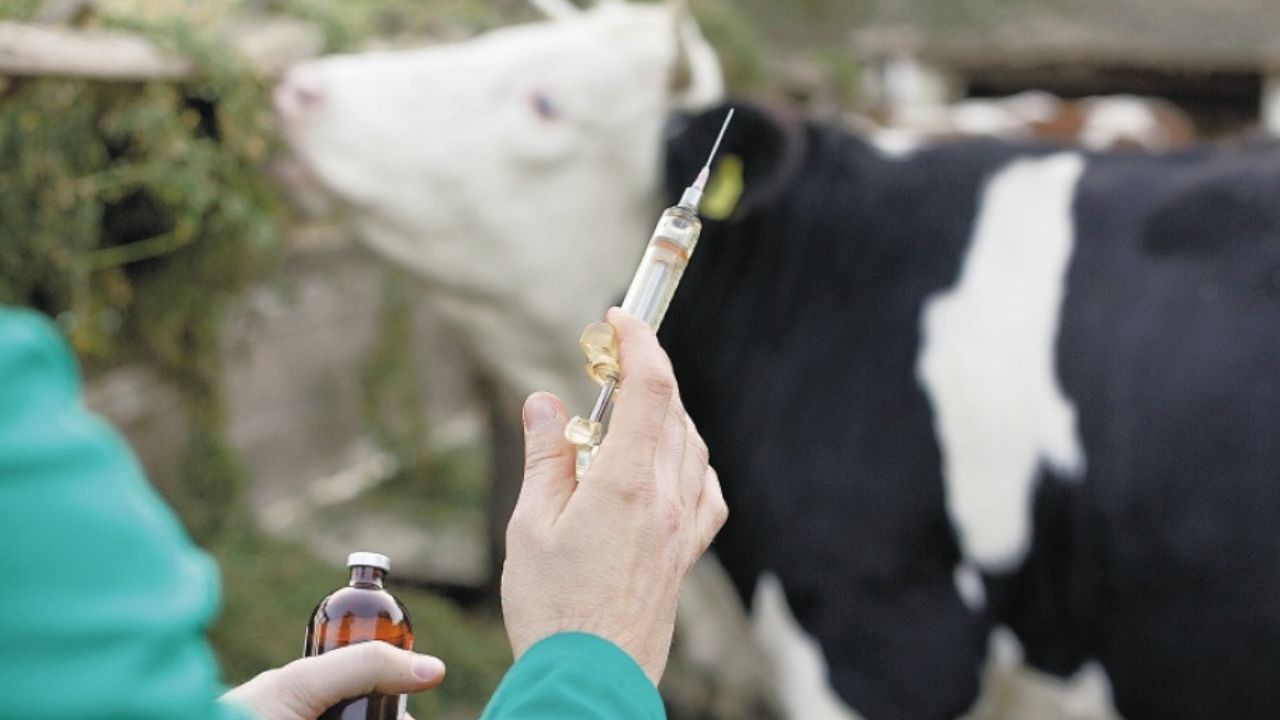 libre de fiebre aftosa