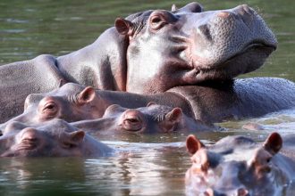 hipopótamos colombianos