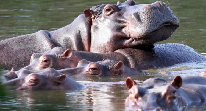 Un magnate indio se ofrece a salvar a los hipopótamos colombianos