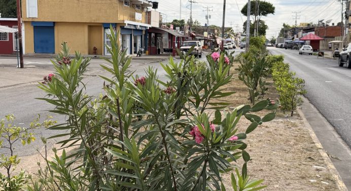 Comunidad organizada transforma antiguos vertederos en jardines