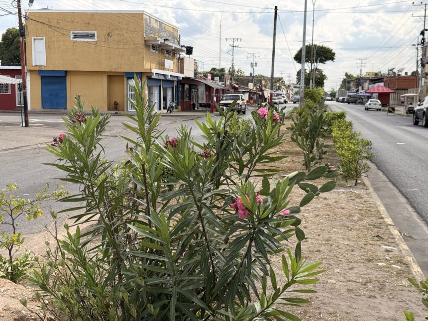 Comunidad organizada transforma antiguos vertederos en jardines 1 comunidad