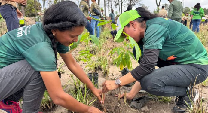 Plan Chuquisaca sembró Mil 500 araguaneyes en el municipio Maturín