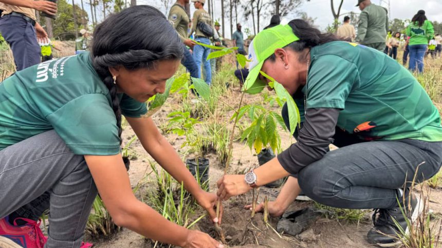 araguaney