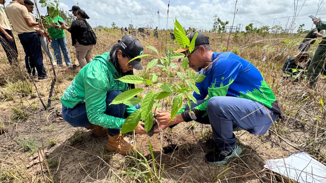 Plan Chuquisaca sembró Mil 500 araguaneyes en el municipio Maturín 4 siembra2