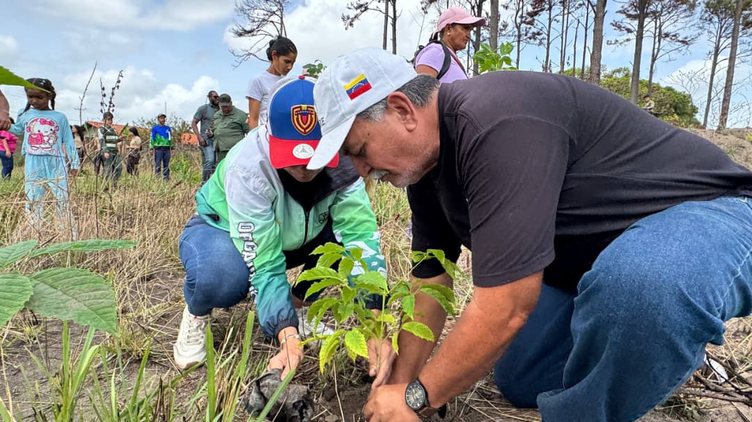 Plan Chuquisaca sembró Mil 500 araguaneyes en el municipio Maturín 3 siembra3