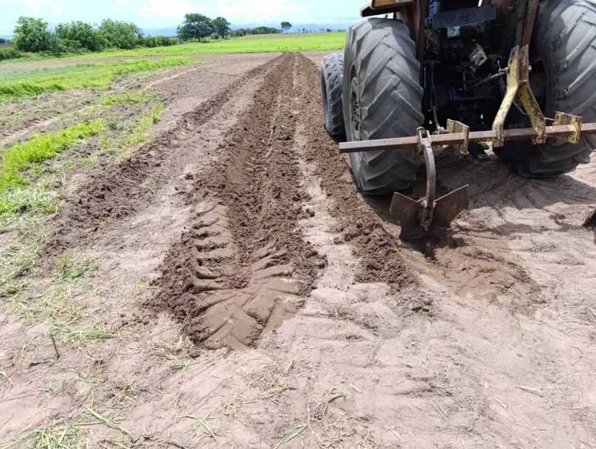 Agricultores de Zamora inician rastra y preparación de tierras para la siembra 1 Zamora