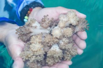 Coral invasor